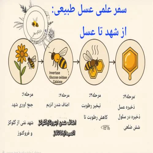 چرخه ی سفر عسل طبیعی